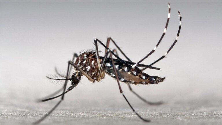 identikit-del-aedes-aegypti-mosquito-transmisor-del-dengue