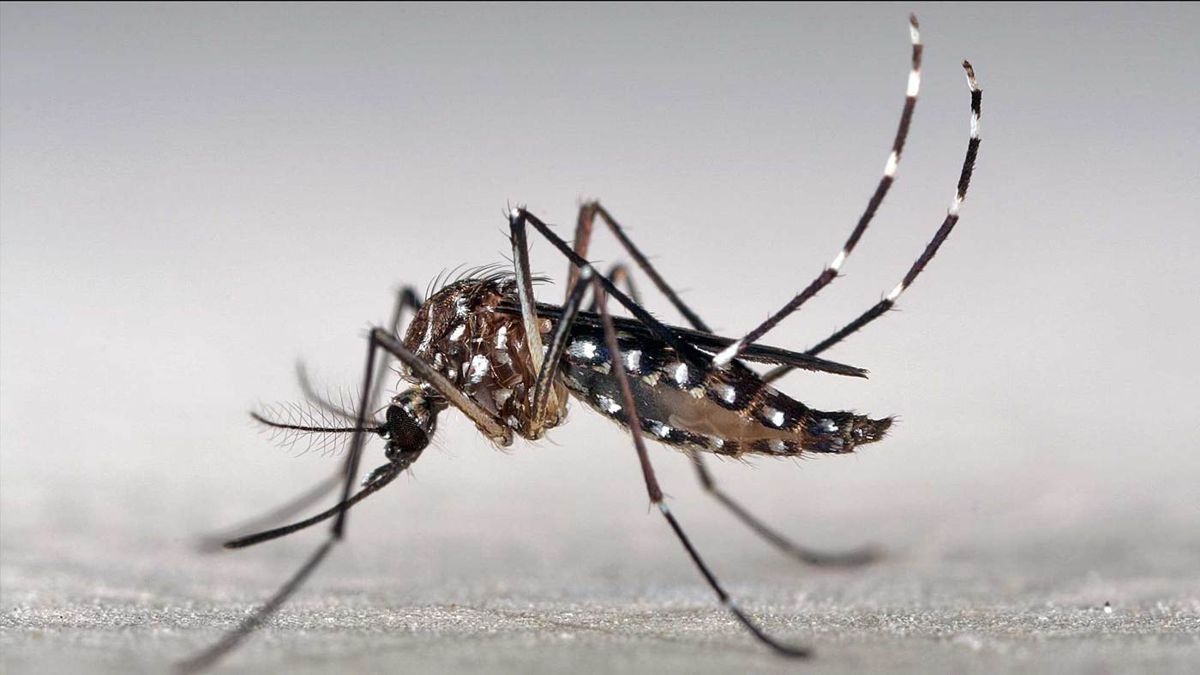 identikit-del-aedes-aegypti-mosquito-transmisor-del-dengue